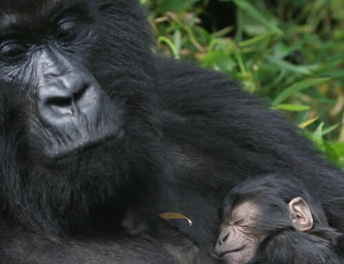 RWANDA GORILLA SAFARI