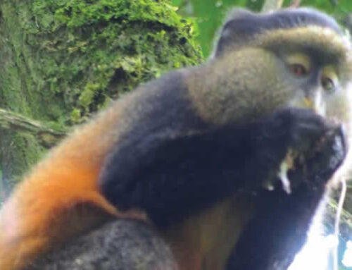 MGAHINGA GORILLA NATIONAL PARK
