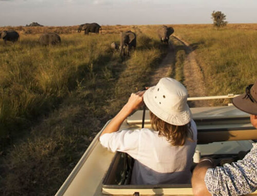 VICTORIA FALLS & HWANGE SAFARI | ZIMBABWE
