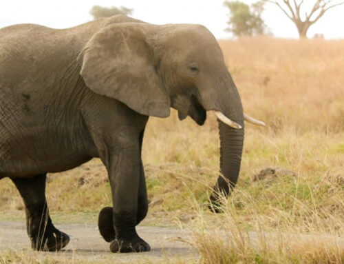 DAY TRIP NGOROGORO