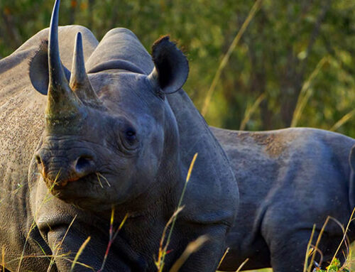 Kenya Classic Safari – 8 Days of Iconic Wildlife & Scenic Landscapes