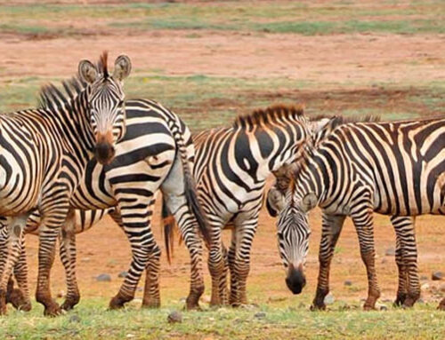 DAY TRIP LAKE MANYARA