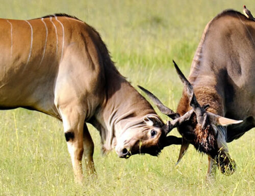KENYA BEAULTY SCENERIES