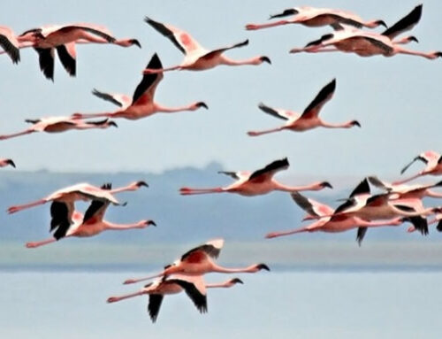 BIRDS OF KENYA