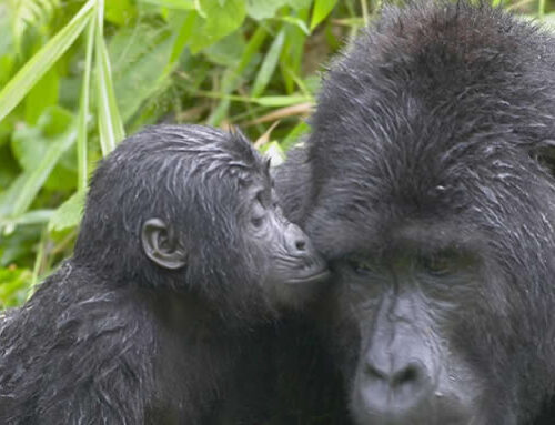 5 DAYS GORILLAS & GOLDEN MONKEY OF MGAHINGA ODYSSEY