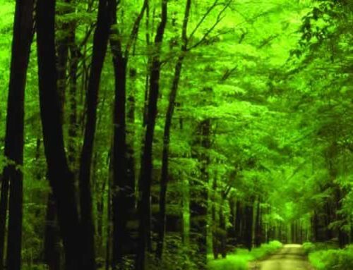 Arabuko Sokoke Forest Reserve
