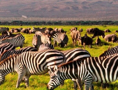 Amboseli National Park