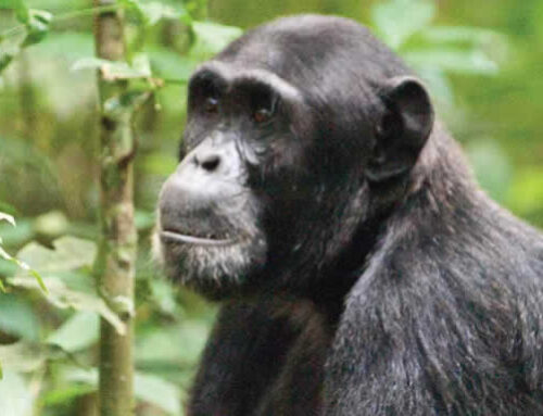 17 DAY RWANDA & UGANDA DISCOVERY