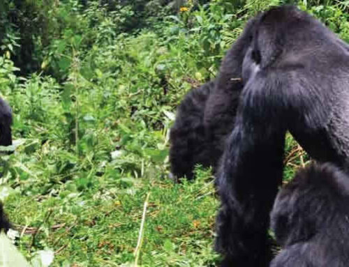 16 DAY UNTAMED UGANDA & RWANDA 4X4 ODYSSEY