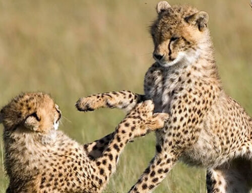 CLASSIC AFRICA –  ZIMBABWE – 12 NIGHTS & 13 DAYS