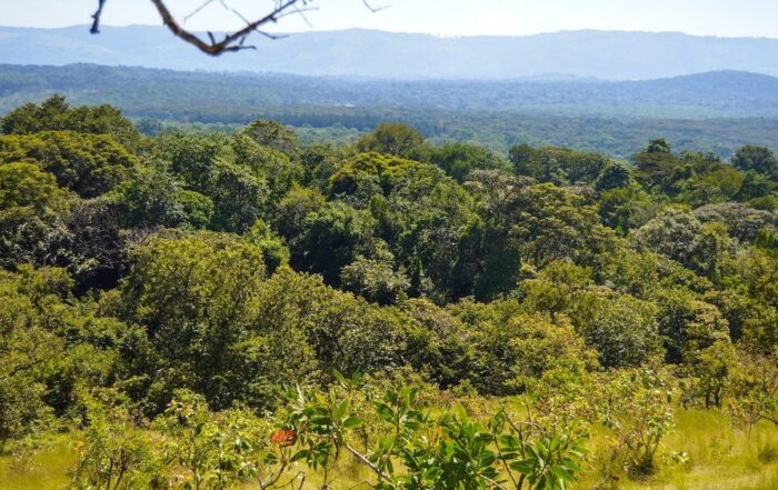 View of the lush, green canopy of Kakamega Forest, Kenya's tropical rainforest, filled with diverse wildlife and bird species.