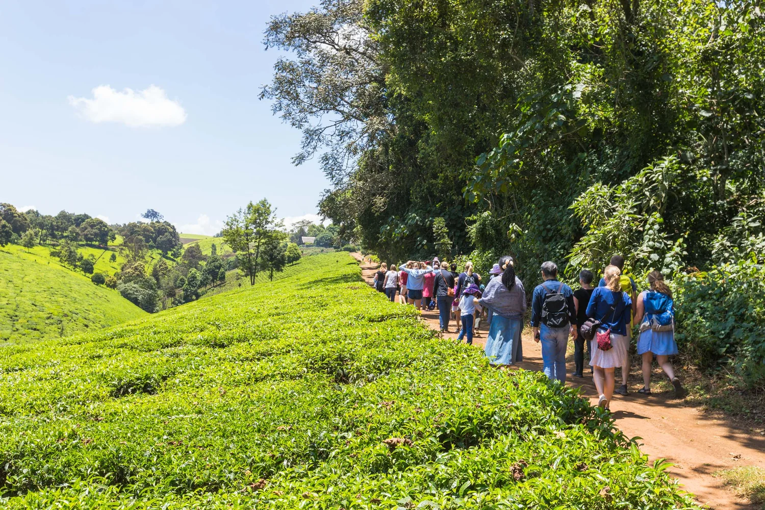 Kiambethu+Tea+Farm+-70