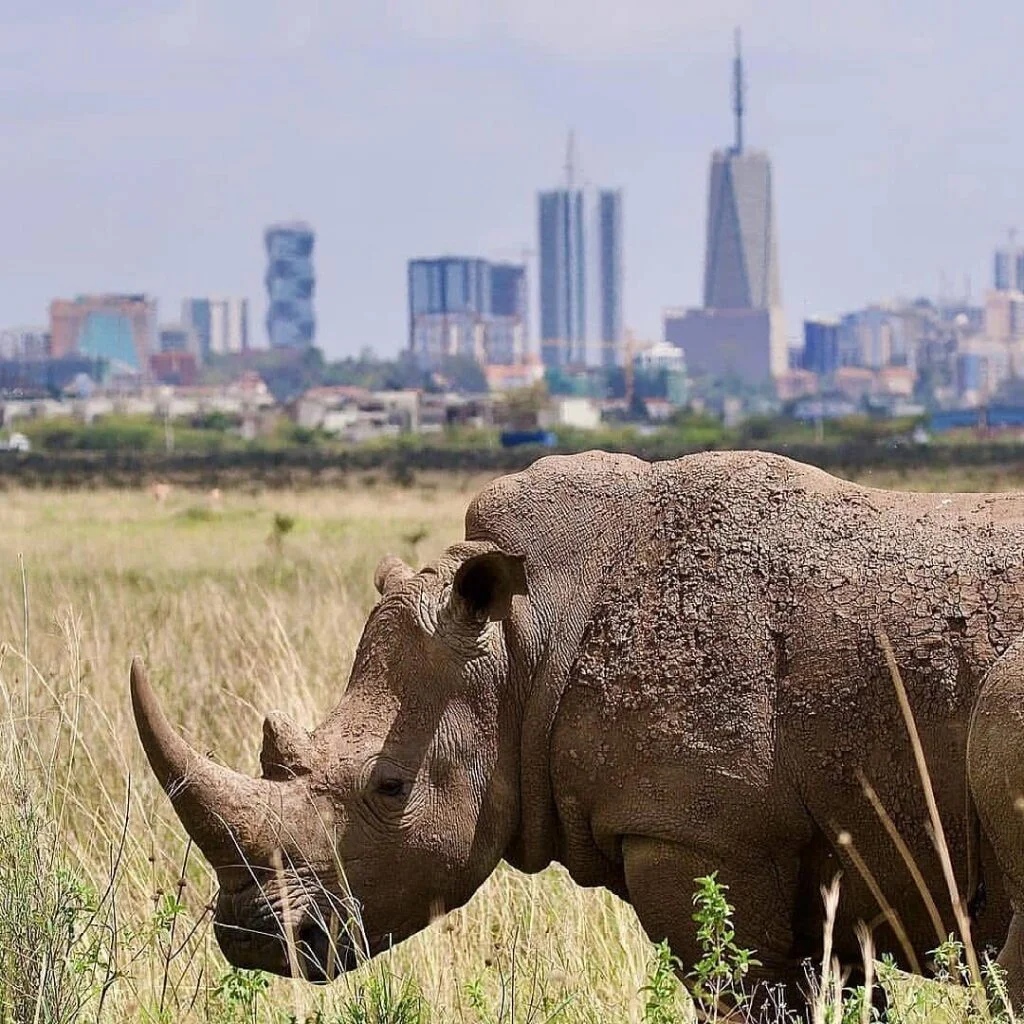 nairobi-national-park-1024×1024