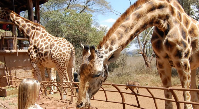 giraffe center safari excursion
