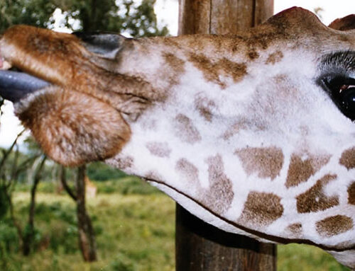 KAREN BLIXEN MUSEUM, GIRAFFE CENTER AND DAPHNE SHELDRICK’S