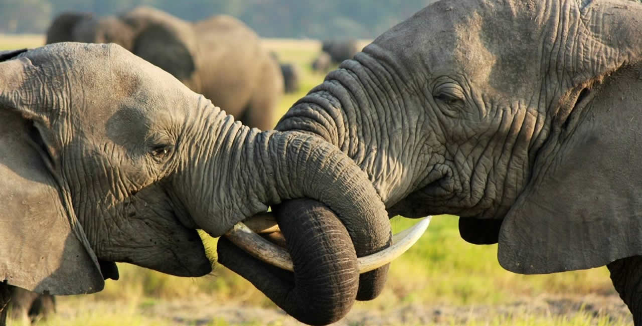 Booking Terms - Safaris and Travel Africa | Your Ultimate Safari Experience