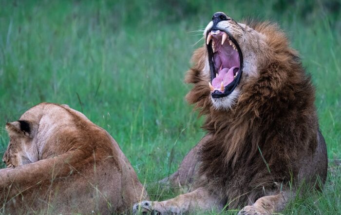 discover-the-wonders-of-maasai-mara-national-reserve-a-safari-adventure-like-no-other