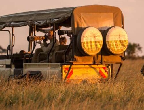 Top Wildlife Photography Tips for Your African Safari Adventure
