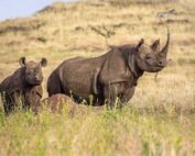 Eco Safari Packages