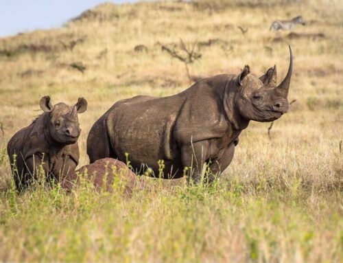 Safeguarding Africa’s Wildlife: How the Wildlife Conservation Bond Is Changing the Future — And How We’re Proud to Support It