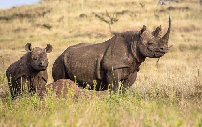 Eco Safari Packages