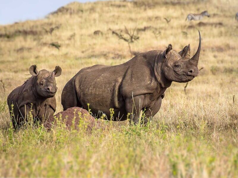 Eco Safari Packages